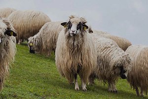 Pirzola Neden Az? - 1