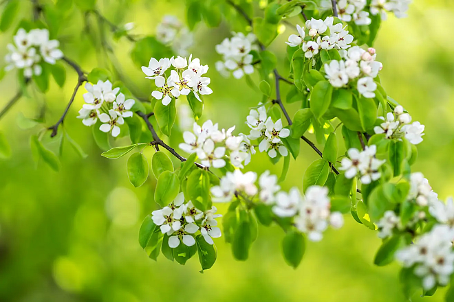 Bahar Yorgunluğuna İyi Gelecek Neler Var?