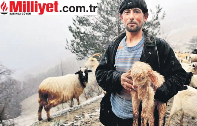 Karayaka Kuzusu – Milliyet