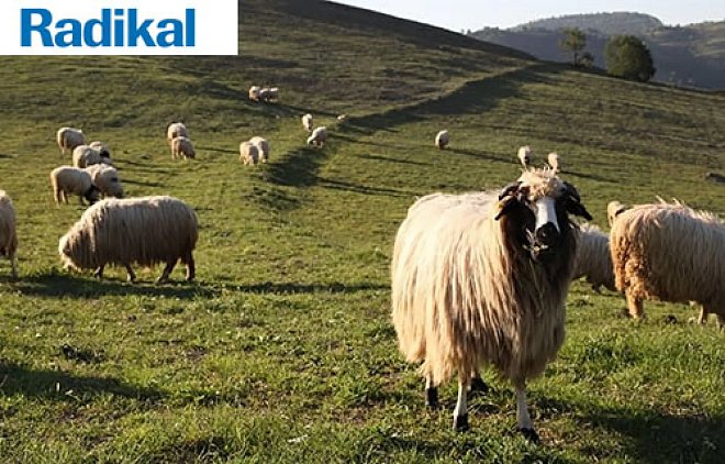 Karayaka ile ters göç ve kalkınma mümkün! – Radikal