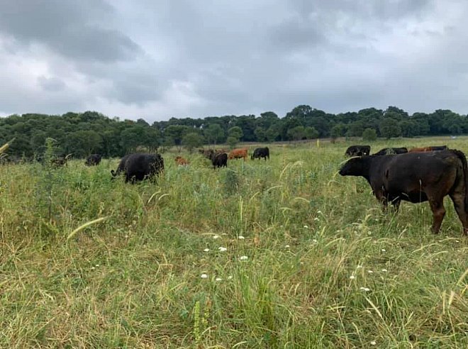 Otla Beslenmek İyi Bir Şey Mi?