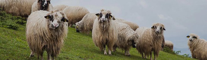 Pirzola Neden Az? - 1